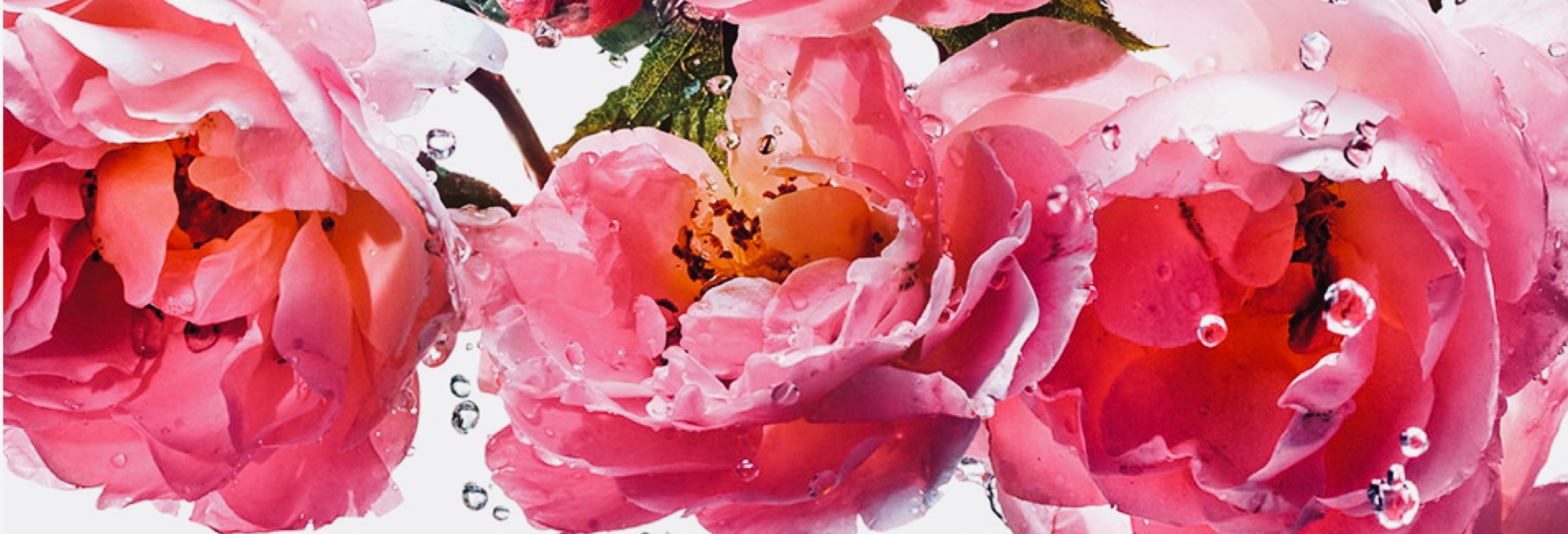 Close-up of vibrant pink peonies with water droplets, used as the hero background image for Jewelry Bubble's homepage to convey elegance and freshness.