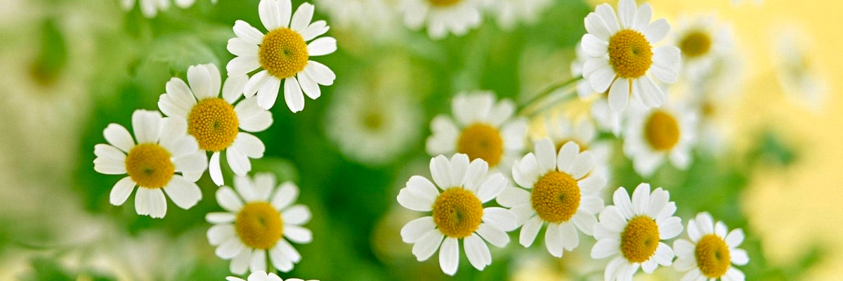 White flowers with yellow centers on a blurred green and yellow background